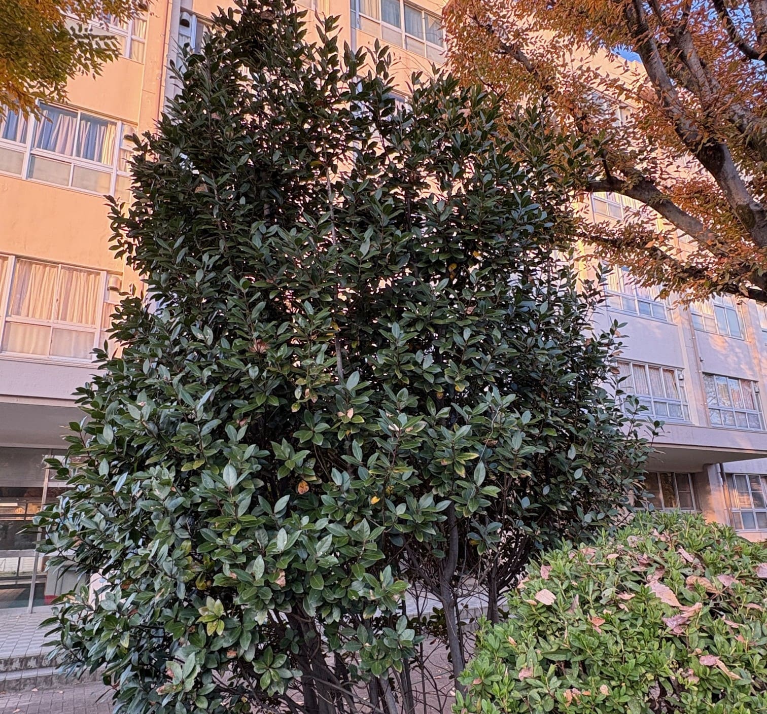 月桂樹の写真